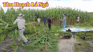 Linh Philip  Thu Hoạch Lá Ngô Làm Thức Ăn Cho Đàn Bò Trong Quang Linh Farm [upl. by Ladnor]