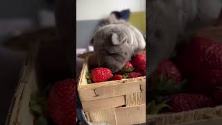 Poland has very tasty strawberries Nastya liked the strawberries late automobile chowchow puppy [upl. by Colver]