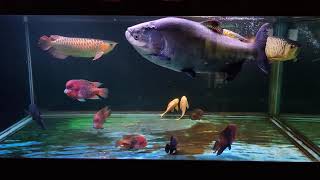 大型魚混泳水槽  Tambaqui RTGRed Arowanas amp American Cichlids Comm Tank [upl. by Wallas]