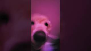 Apt apta taaa taa pop song music momoandmaggie goldenretriever trending youtubeshorts reels [upl. by Tterab]