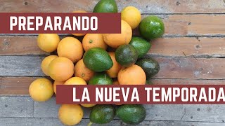 Cosecha de PALTAS Y NARANJAS  Como Hacer Sustrato para Huerta y Bancales [upl. by Natsirt520]