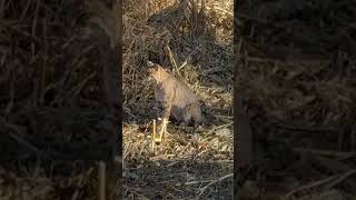 Bobcat on the prowl hunting wildlife bowhunting bobcat [upl. by Aisirtap]