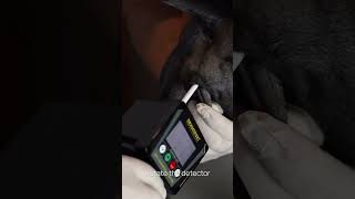 Dog Ovulation Detector DOD2 – How to use [upl. by Barnabe]