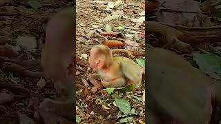 Adorable baby monkey Luno animals babyanimal babymonkey cute monkeys [upl. by Sheepshanks]