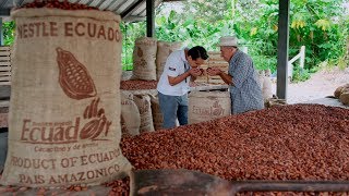 Plan Cacao Nestlé  ¡Ecuatorianos que cosechan el mejor cacao del mundo [upl. by Shelly278]