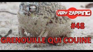 Une grenouille qui couine fou rire à TPMP avec la Fouine clash chez les chtis [upl. by Ydnys951]