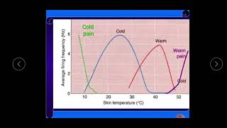 practical physiology 2nd term 2024 for dental students lecture 4  thermal and pain sensations [upl. by Leveroni]