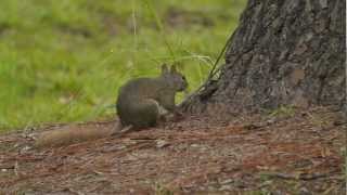 P1230020 20120703 Gray squirrel w red tail quotantingquot [upl. by Sibylle405]