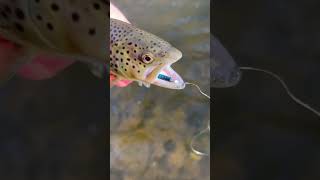 Stocked trout fishing in Pennsylvania New video just got posted on the channel fishing trout [upl. by Asillam]