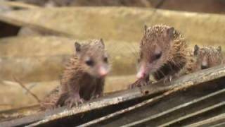 Tenrec family in Vallée de Mai Praslin island Seychelles [upl. by Leitnahs]