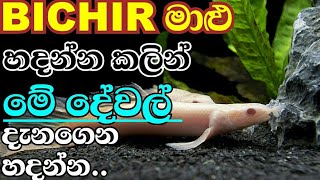 Bichir Care in SinhalaSpecial facts about BichirHow to rear bichir fish in Sinhala [upl. by Josy808]