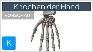 Knochen der Hand  Aufbau und Funktion Vorschau  Kenhub [upl. by Ykcir]