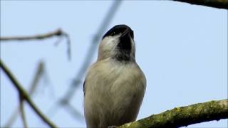 Poecile palustris [upl. by Marys]