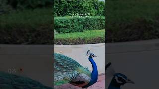 Moorni de chal मोर Beautiful Peacock 🦚peacockdance peacock shorts [upl. by Nytsud]