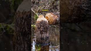 5 Surprising Facts About Beavers You Won’t Believe  Natures Master Engineers 🌿 [upl. by Pradeep416]