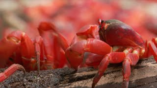 45 Million Red Crabs March  Lands of the Monsoon  BBC Earth [upl. by Denna]