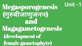 Megasporogenesis  development of female gametophyte bsc 4th semester botany [upl. by Esinev]