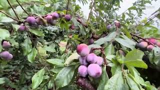 Purple Methley Plums in Larriland Farm [upl. by Drof]