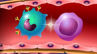 Vaccines and the Immune Response How Vaccines Work [upl. by Notyalk]