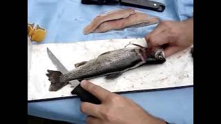 How to Fillet a Trout  quick lesson [upl. by Lombardo571]