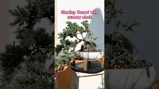 bonsai projects November update plantlover garden balconygarden [upl. by Adnaram]