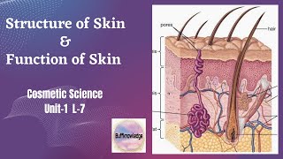 Structure of Skin and its Function  Cosmetic Science 8th sem Unit1 L7 BPharmacyBuffknowledge [upl. by Malim]