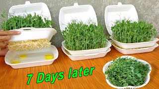 How to Grow Pea Shoots Without Soil  Plant Pea in Styrofoam Box for beginners [upl. by Euqinue]