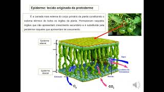 1 Epiderme Características e Funções [upl. by Ashien495]