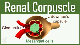 02 Nephron Structure Renal Corpuscle [upl. by Aratehs]