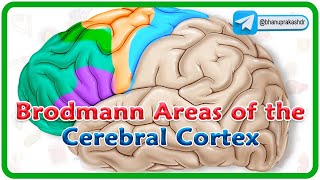 Brodmann areas of the cerebral cortex  Lobes of the brain Structure and function  Neuroanatomy [upl. by Kevina778]