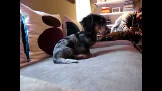 Mini Dachshund Puppy Dog Playing With New Friend [upl. by Amand127]