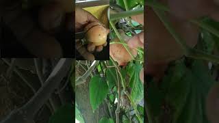 Homely garden 🌱 pomegranate🍑 amaran kanguva travel delhiganesh sunnewstamil [upl. by Harriott]