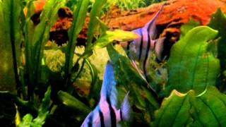 Blauer Skalar Pterophyllum scalare blue [upl. by Glenden]