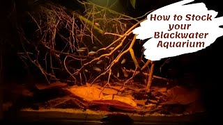 How to Stock your Blackwater Aquarium [upl. by Eiralam]