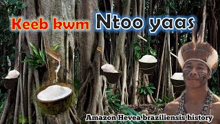 Keeb kwm ntoo yaas  History of Hevea Brasiliensis plants [upl. by Ollayos]