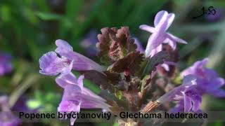 Popenec břečťanovitý  Glechoma hederacea [upl. by Nibor]