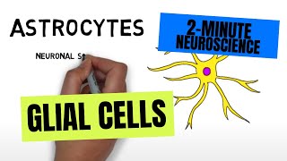 2Minute Neuroscience Glial Cells [upl. by Nnaycart411]