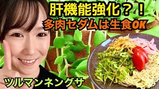 【生食いOK】多肉植物セダム！グランドカバーを冷やし中華に乗せてみた [upl. by Ecikram423]