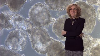 Elaine Fuchs Rockefeller HHMI 1 Skin Stem Cells Biology and Promise for Regenerative Medicine [upl. by Traci]