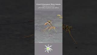 Giant Ichneumon Wasp Drinking Nectar amp Battling Others [upl. by Durante676]