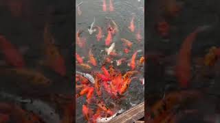 borden winery louisville koifish usa My Feeding Koi USA [upl. by Urban]