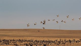 Saskatchewan Field Duck Hunt [upl. by Hasseman]