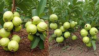 amazon summarizing 2 methods of propagating Guava Tree from Cuttings at Home with onions and seeds [upl. by Nitnelav742]