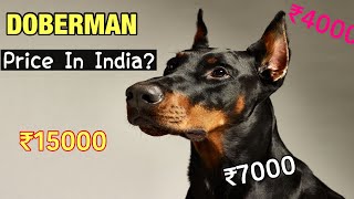 Doberman Pinscher Dog Price In India 2024  Price of Doberman In India 🇮🇳 [upl. by Giliane]