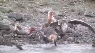 Polar carnage – Giant Petrels fighting over and eating a dead King Penguin [upl. by Merill46]