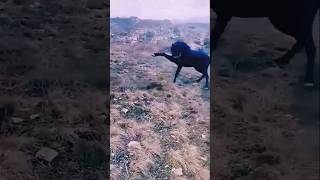 Horse 🐎 Kik dog 🐕 action 😡animalsanimalaction liveanimalaction trendingshortsshortvideo shorts [upl. by Atteyram]