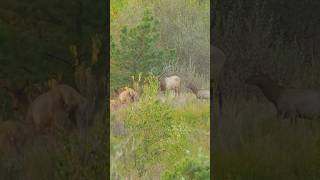 Those moments can be INTENSE elk hunting hunt ky kentucky outdoors wildlife conservation [upl. by Oinotnaesoj]