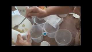 Fruit Fly Live Food Recipe [upl. by Clarkson106]