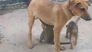 Vervet Monkey and Puppy Love [upl. by Gillian]