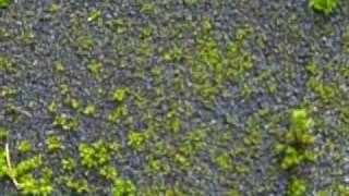 Roof Moss Removal in Portland Oregon All Surface Cleaning Company 5035909274 [upl. by Flip]